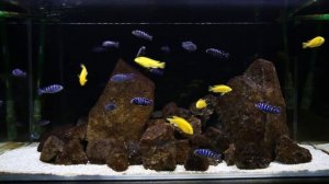 Pseudotropheus demasoni and Labidochromis caeruleus | African Cichlids | Malawi | Breeding Aquarium