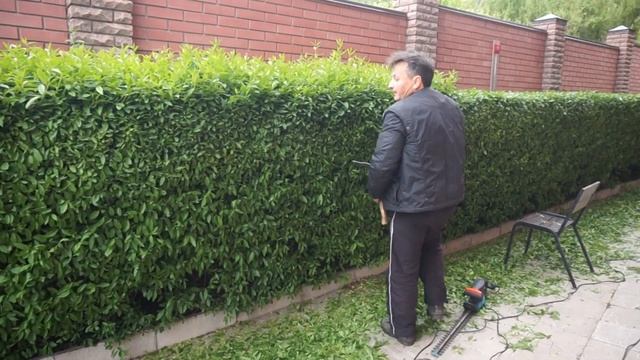 Стрижка живой изгороди! Вульгарная бирючина! смотреть онлайн