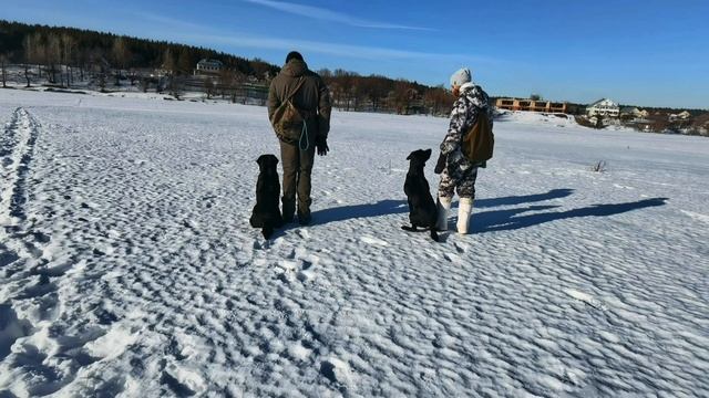 Тренирвка с лабрадорами-работа в паре .mp4