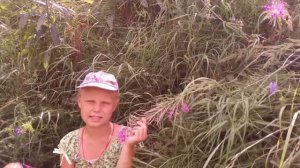 Немного об Иван Чай - почему он так называется/ Иван Чай/ Ivan Chee