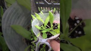 ГЕЛИХРИЗУМ (сухоцвет)высадка в открытый грунт 21.03.23