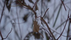 Виталий Ленский (Виталий Гребенников). Не обещайте, что вернетесь...