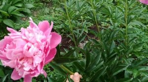 Пион розовый махровый травянистый Исполин  Ispolin. Пион наших мам и бабушек. Советы по уходу.