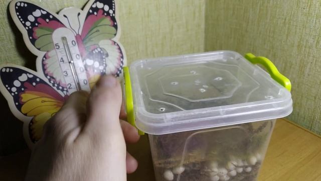 Как ухаживать за яйцами улитки Ахатины. Инкубация яиц улитки. Что делать с кладкой и сколько ждать.