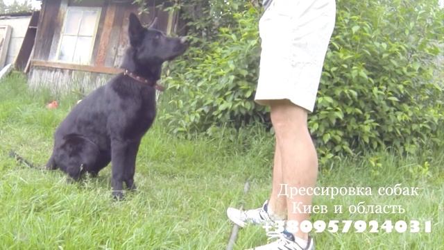 151. Комплекс Сидеть, Лежать, Стоять. Дрессировка щенка немецкой овчарки смотреть онлайн