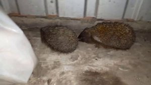 3 ЕЖА ПОДРАЛИСЬ ИЗ-ЗА ЕДЫ! КАК ФЫРКАЮТ ЕЖИ! ССОРА ЕЖЕЙ!