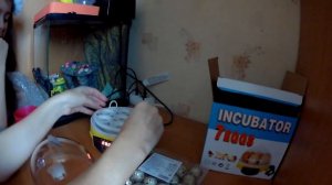 Магазинные перепелиные яйца. Из одного из них вылупился потом наш перепеленок! Часть 1.