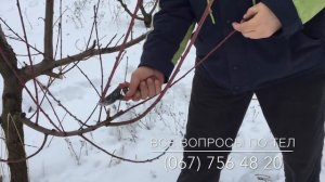 Обрезка персика