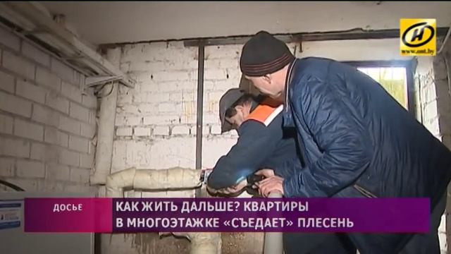 Квартиры в брестской многоэтажке «съедает» плесень смотреть онлайн