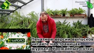 БАБУЛИН БЕСПЛАТНЫЙ СПОСОБ. Рассада была слабая, а станет крепкая, коренастая и очень урожайная!