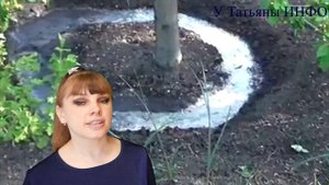 Почему опадают завязи у ВИШНИ и СЛИВЫ Как уберечь плоды?