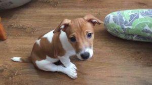 Дрессировка Джек Рассела Терьера. Кличка ( Ник).