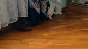 Шотландские котятки