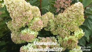 22сентября2019 Высокорослая Метельчатая Гортензия Diamontino ?✌️