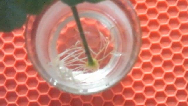 пеларгония герань. борода корней. укоренение листика в воде смотреть онлайн