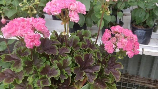 Пеларгонии цветочного домика на конец июня, Сергиев Посад. смотреть онлайн