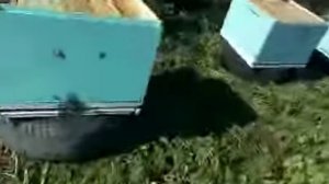 На пасеке Александра Корешкова_2011_5