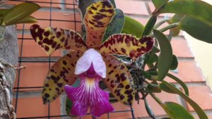 Cattleya  Peckhaviensis (C. Aclandiae X C. Schilleriana)