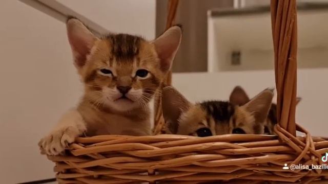 Котята чаузи. Корзинка со счастьем🥰 смотреть онлайн
