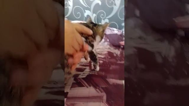 Кот не может ходить, 7 сентября 2023 г. смотреть онлайн