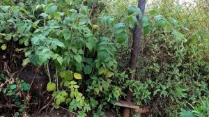 Строительство забора из металлических труб . Часть - 1.