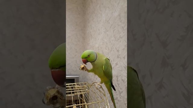 Ожереловый попугай. смотреть онлайн