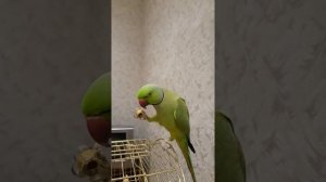 Ожереловый попугай.