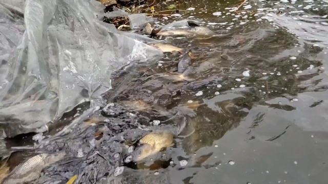 NeW 2023!БрОдЕцЬкЕ.14.11.2023.ЗаПусК ЗаРиБкА.(Короп,Амур,Карась)супер відео(Go pro Max video)Slow m смотреть онлайн