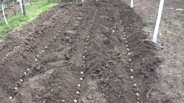 Посадка грецкого ореха из плода. Ч1