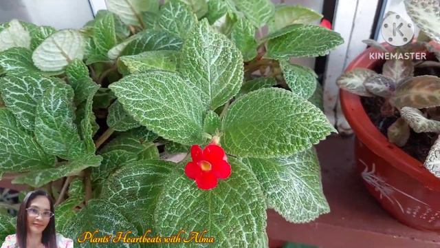 How To Care For Episcia Plant