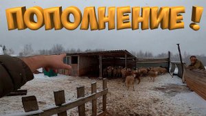 ПОПОЛНЕНИЕ ! [Жизнь в деревне]