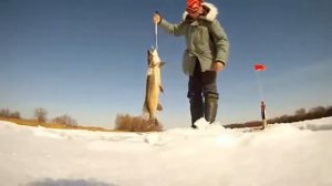 Огромная щука на зимней рыбалке  Видео подборка ловли крупной щуки Pike fishing  Winter fishing