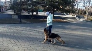 Тренировка рядовости с немецкой овчаркой