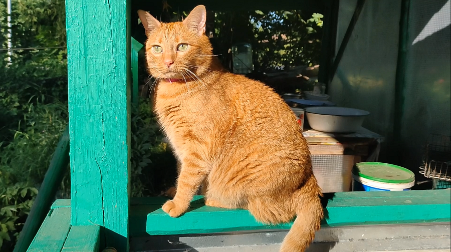 Кошкин дом, 3. Городской толстый рыжий кот на отдыхе в деревне.