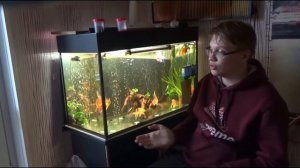 58# ЗОЛОТАЯ РЫБКА РАЗВЕДЕНИЕ МОИ РАЗМВШЛЕНИЯ КАК БУДЕМ РАЗВОДИТЬ