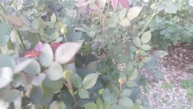 Роза Блэк Баккара. Black Bakkara rose. Начало третьей волны цветения
