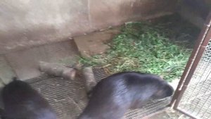 ОШИБКИ В РАЗВЕДЕНИИ НУТРИЙ. Часть 1.