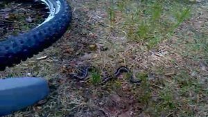 Гадюка обыкновенная