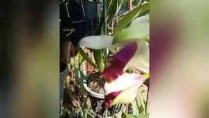 Myrmecocattleya RIO's Little Treasure