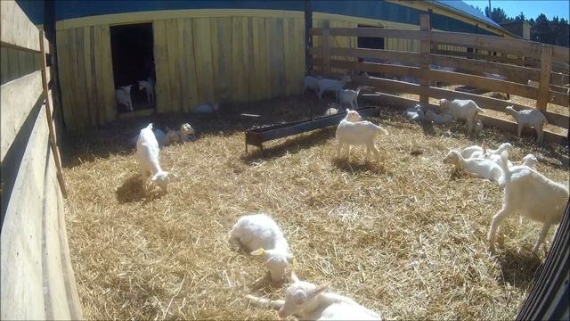 Автопробег Viatti МарийЭл смотреть онлайн