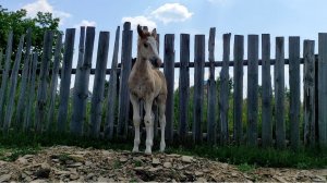 Опять встретились с жеребёнком