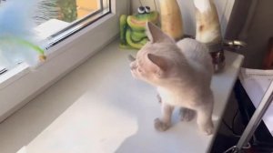 Лиловый бурманский котёнок, 2 месяца