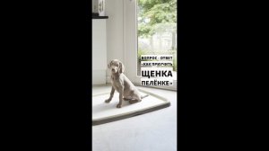 Как приучить щенка ходить в туалет на пеленку