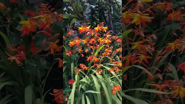 Lucifer lilies. crocosmias смотреть онлайн
