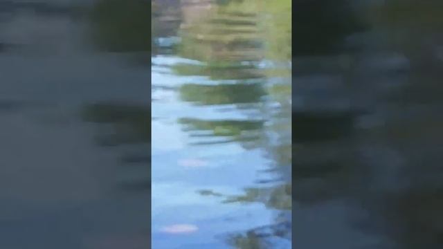 Катание на сапбордах. Естественно с приключениями. 18+ Видео содержит ненормативную лексику. смотреть онлайн