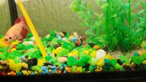 Рыбка петушок и улитки..