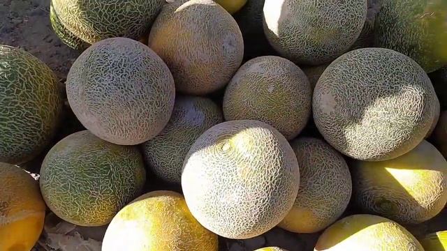 Бозори Регар / Хурокворӣ ва гайра / 23 май 2020 / Иди саиди фитр муборак смотреть онлайн