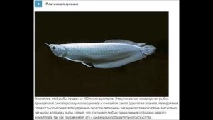 Топ 10 самая дорогая рыба