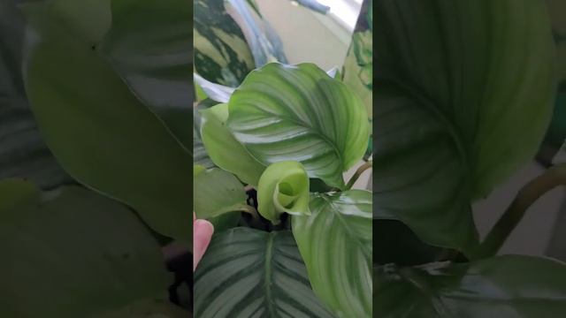 Update on my DIY Self watering planter with my Calathea Orbifolia!