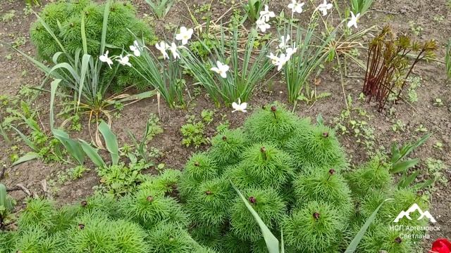 Многолетние цветы для сада ! Неприхотливые цветы для сада ! Beautiful flowers !